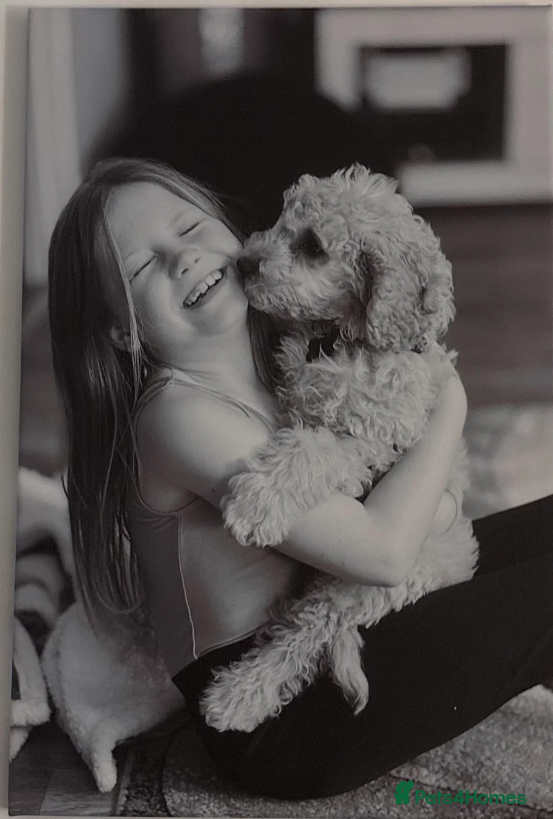 Maltipoo dogs for sale: Maltipoo f1 ready to leave soon  - Advert 28