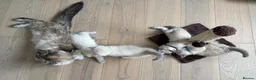 Ragdoll cats for sale: Stunning litter of Ragdoll kittens - Advert 11