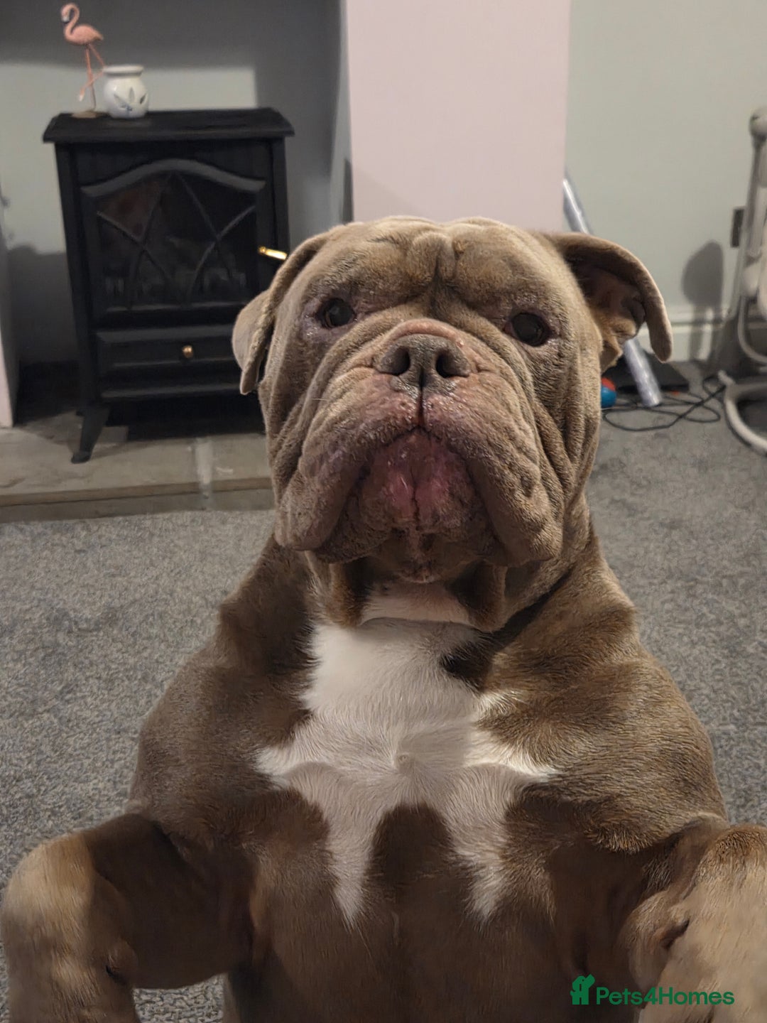 Olde English Bulldogge dogs for stud: Lilac old english bulldogge  in Workington - Advert 7