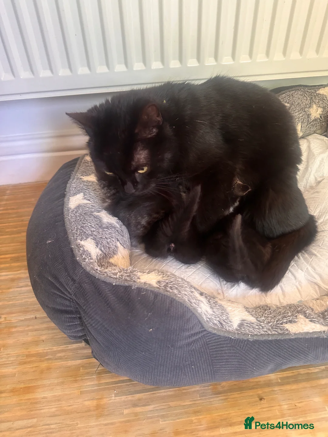 Mixed Breed cats for sale: 5 kittens looking for homes  in Derby - Advert 1
