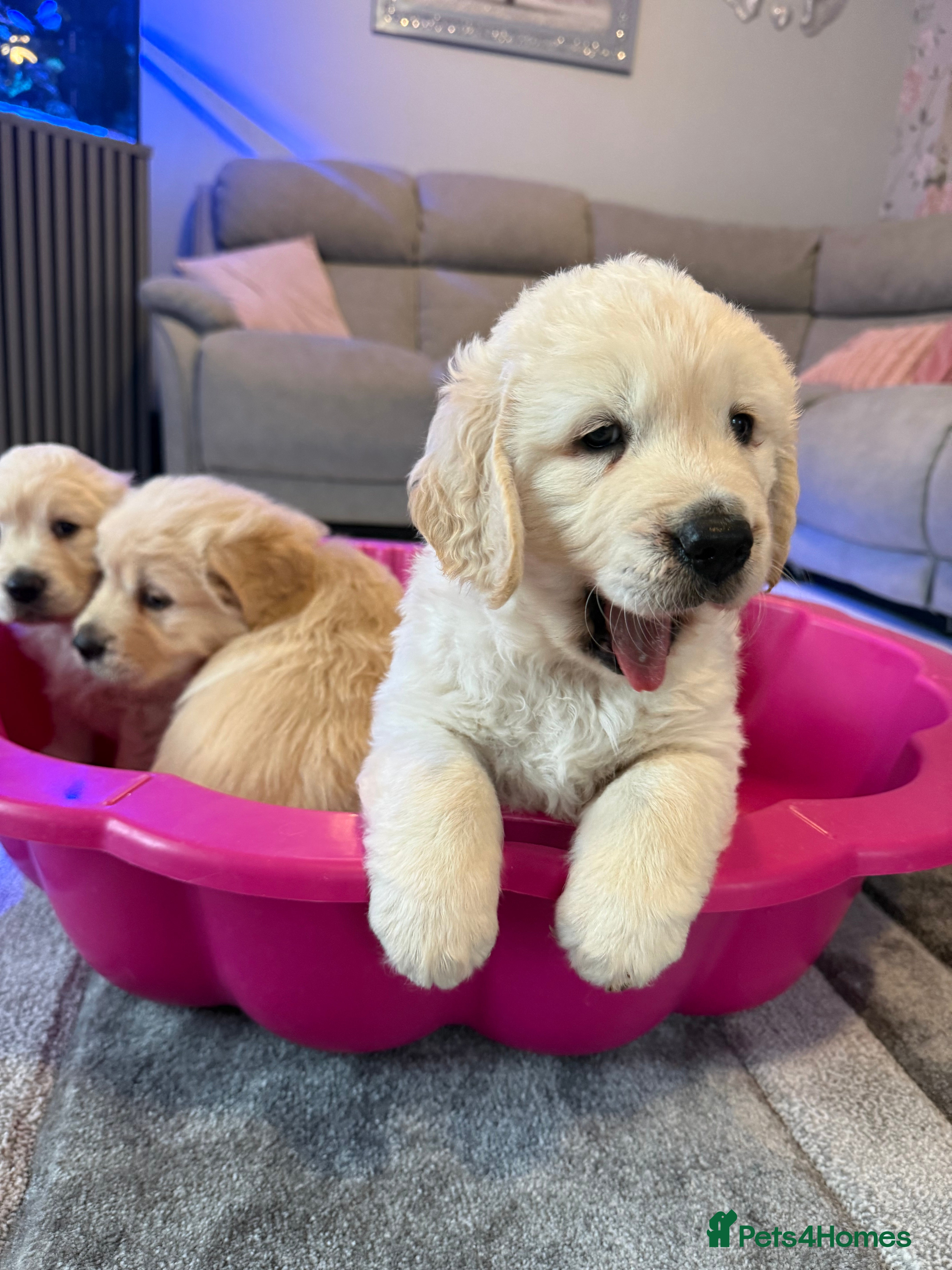 Golden Retriever Puppy 3