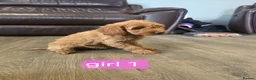 Cockapoo dogs for sale: Adorable F1 Cockapoo pups ♥️🐕🐾 in Bury Saint Edmunds - Advert 4