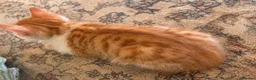 Mixed Breed cats for sale: Kittens ready to be rehomed  - Advert 10