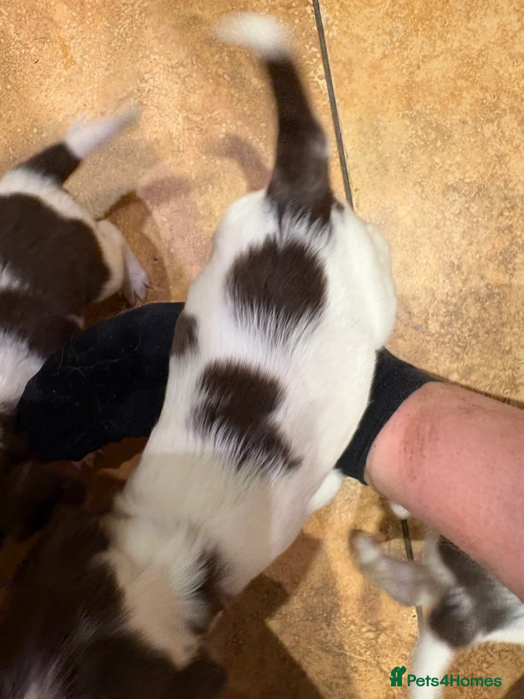 English Springer Spaniel dogs for sale: Springer Spaniels, liver and white, North Wales. - Advert 8