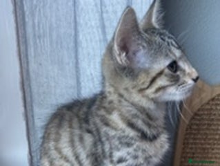 Mixed Breed cats Last little girl wanting forever home - Advert 12