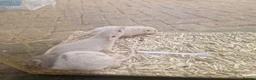 Rat rodents for sale: Dwarf and full size rats for sale, Sheffield - Advert 6