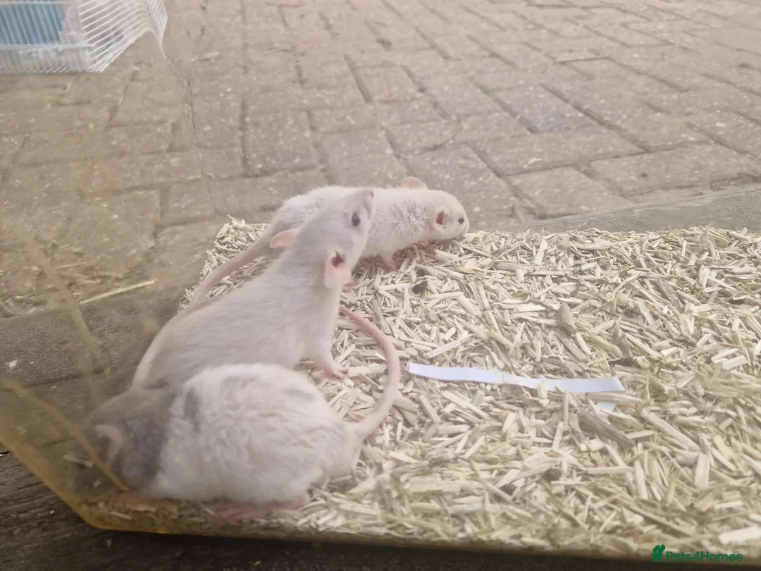 Rat rodents for sale: Dwarf and full size rats for sale, Sheffield - Advert 6