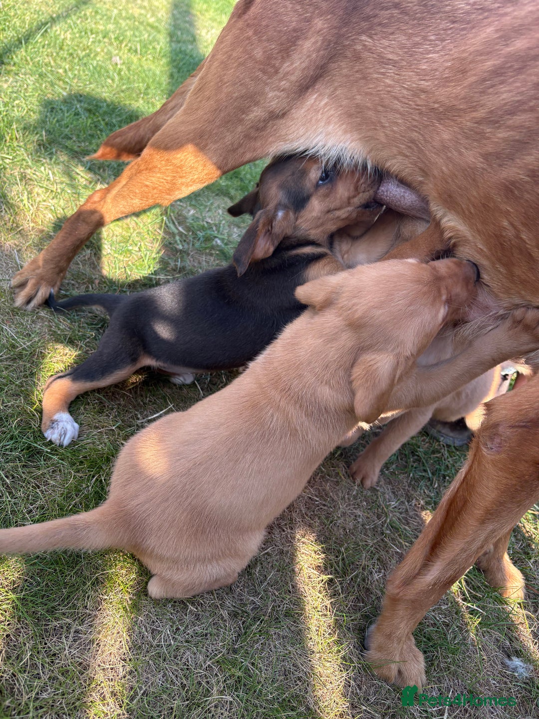 Mixed Breed dogs for sale: Labrador x Beagle  - Image 7
