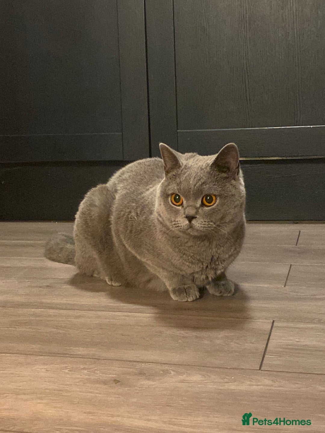 British Shorthair cats for sale: Beautiful 3 year old British blue short haired   - Image 5