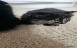 Mixed Breed cats for sale: Three beautiful kittens - Image 10