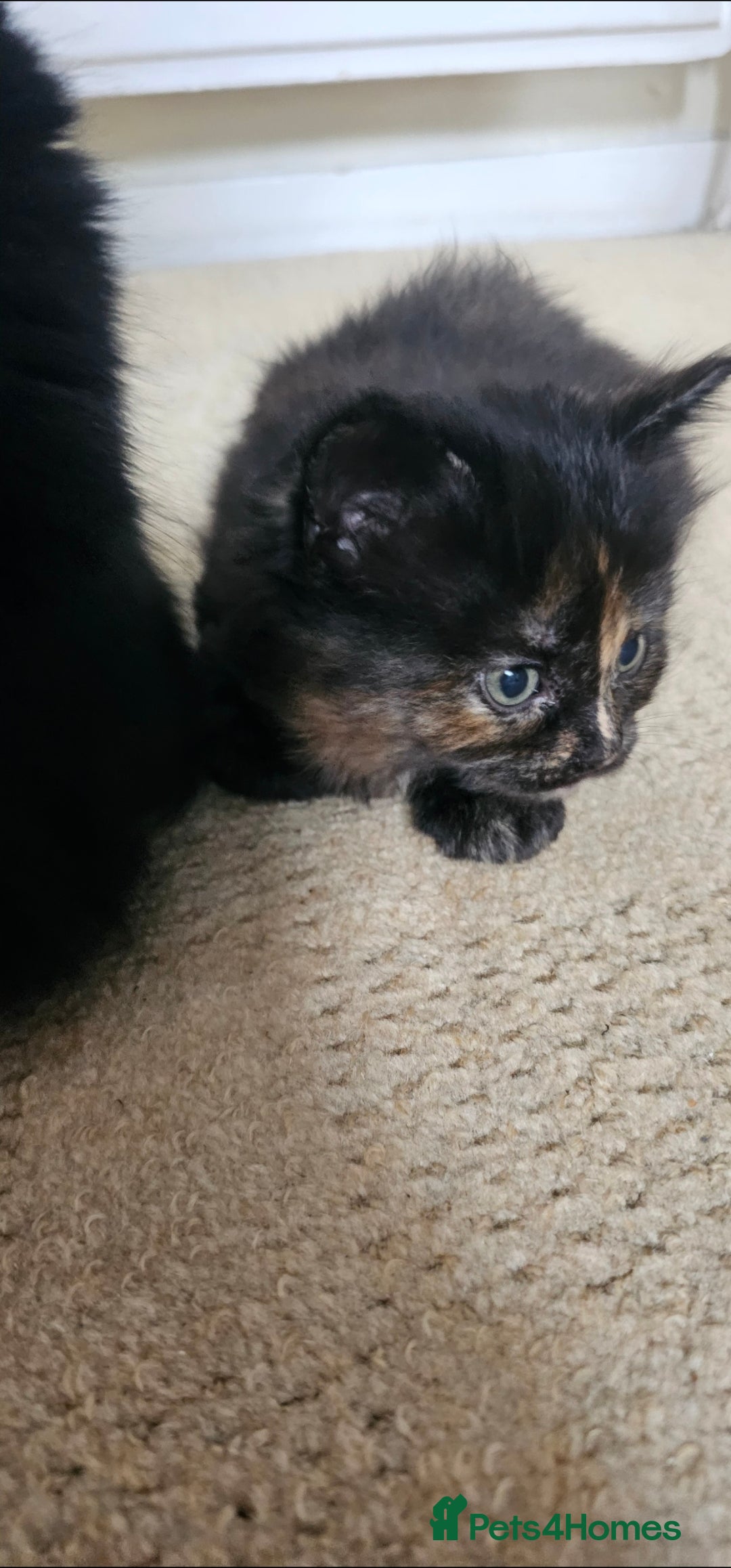 Mixed Breed cats for sale: Three beautiful kittens - Image 10