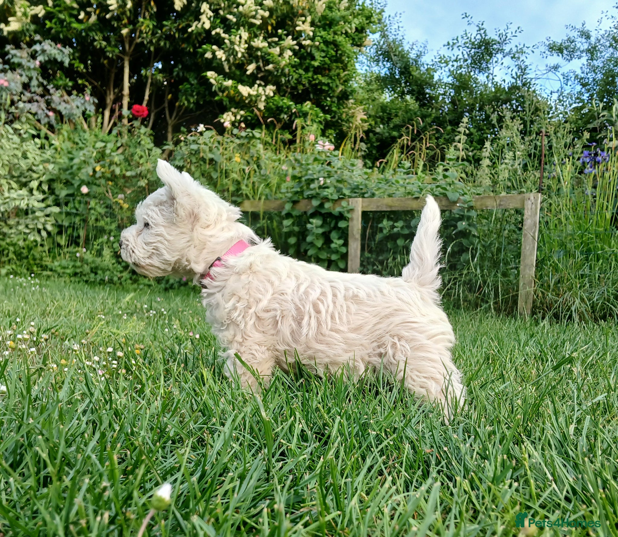 West Highland Terrier dogs KC Registered Westie Puppies - Advert 4