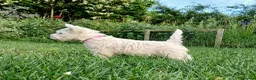 West Highland Terrier dogs for sale: KC Registered Westie Puppies - Advert 1