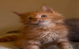 Maine Coon cats for sale: Pedigree Maine coon kittens READY NOW - Image 8