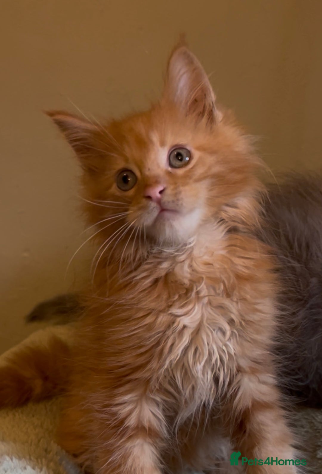 Maine Coon cats for sale: Pedigree Maine coon kittens READY NOW - Image 8