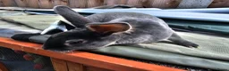 Rex rabbits for sale: Baby Rex Rabbits for sale - Advert 4