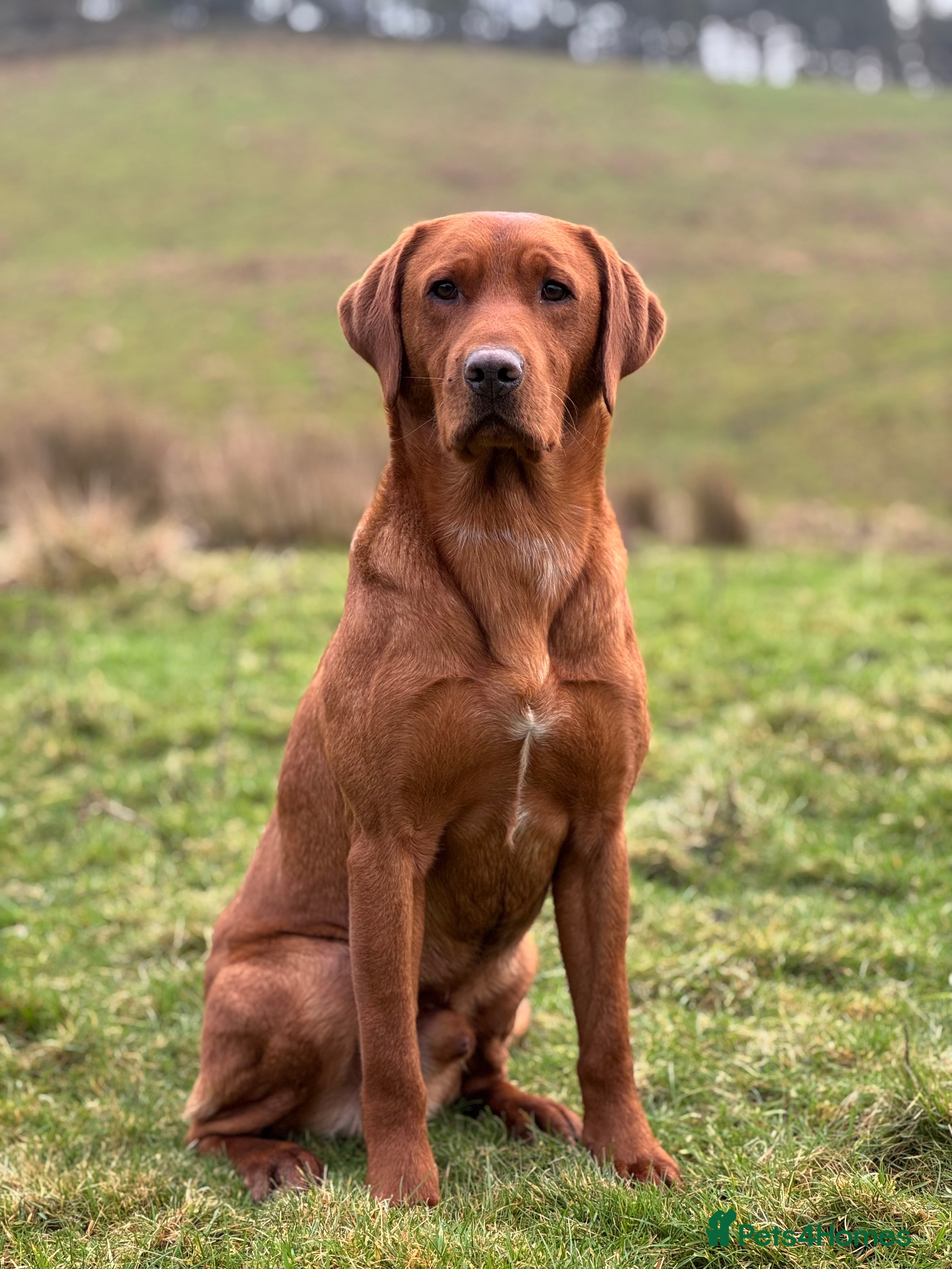 Labrador Retriever dogs ✨PROVEN FULLY HEALTH TESTED WORKING RED LABRADOR✨ in Hawes - Advert 7