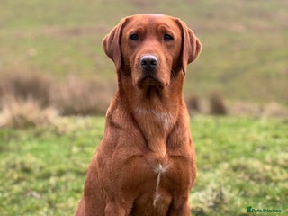 Labrador Retriever dogs ✨PROVEN FULLY HEALTH TESTED WORKING RED LABRADOR✨ in Hawes - Advert 7