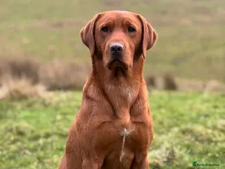 Labrador Retriever dogs ✨PROVEN FULLY HEALTH TESTED WORKING RED LABRADOR✨ in Hawes - Advert 3