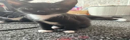 Mixed Breed cats for sale: 5 kittens for sale.  in Ashford - Advert 2