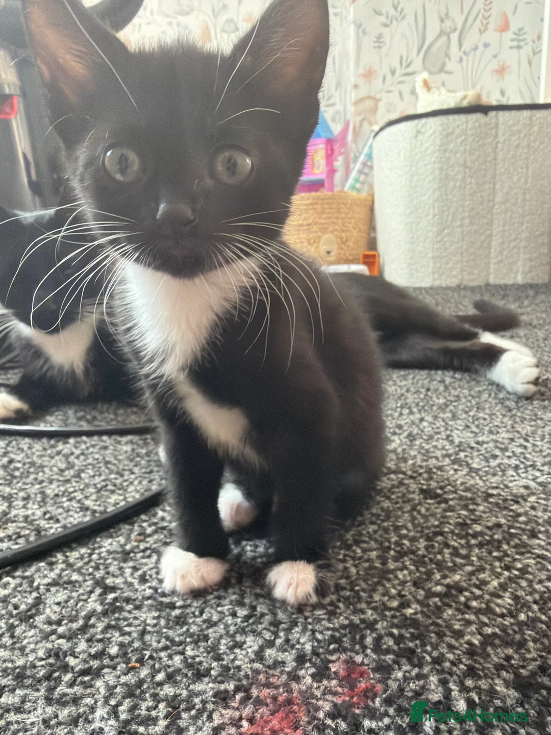 Mixed Breed cats for sale: 5 kittens for sale.  in Ashford - Advert 2