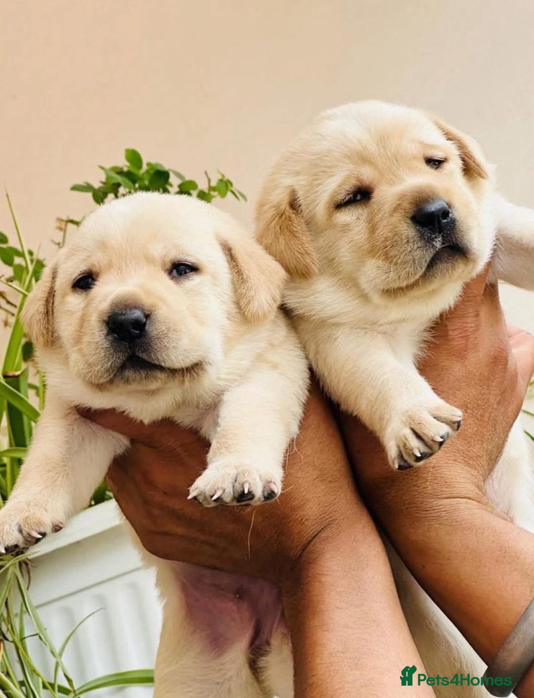 Labrador Retriever dogs for sale: !Stunning pure bred labrador pups - Image 2