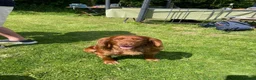 Cocker Spaniel dogs for sale: Gold Working Cocker bitch pup - Advert 6