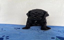Cockapoo dogs for sale: F2 Cockapoo puppies - Image 3