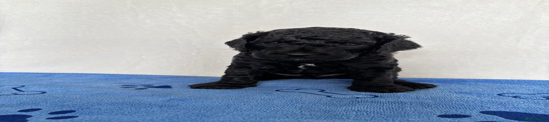 Cockapoo Puppy 2