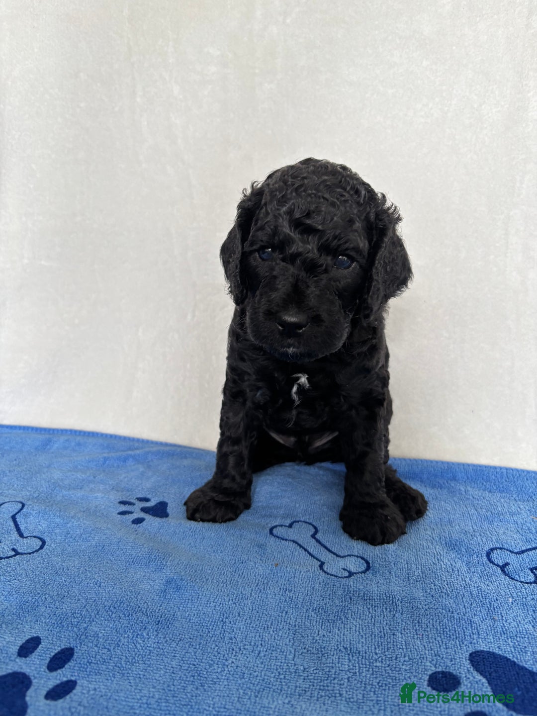 Cockapoo dogs for sale: F2 Cockapoo puppies - Image 3