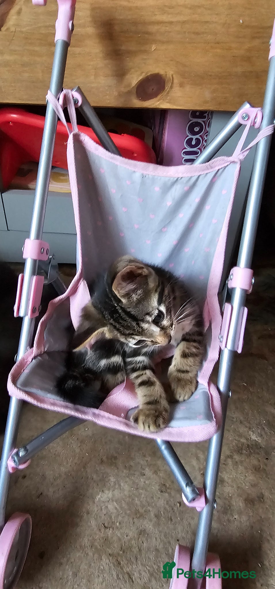 Savannah cats for sale: Gorgeous Savannh/bengal x DS  - Advert 6