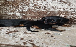 Miniature Dachshund dogs for sale: Puppy 1 boy Black & Tan  - Image 8