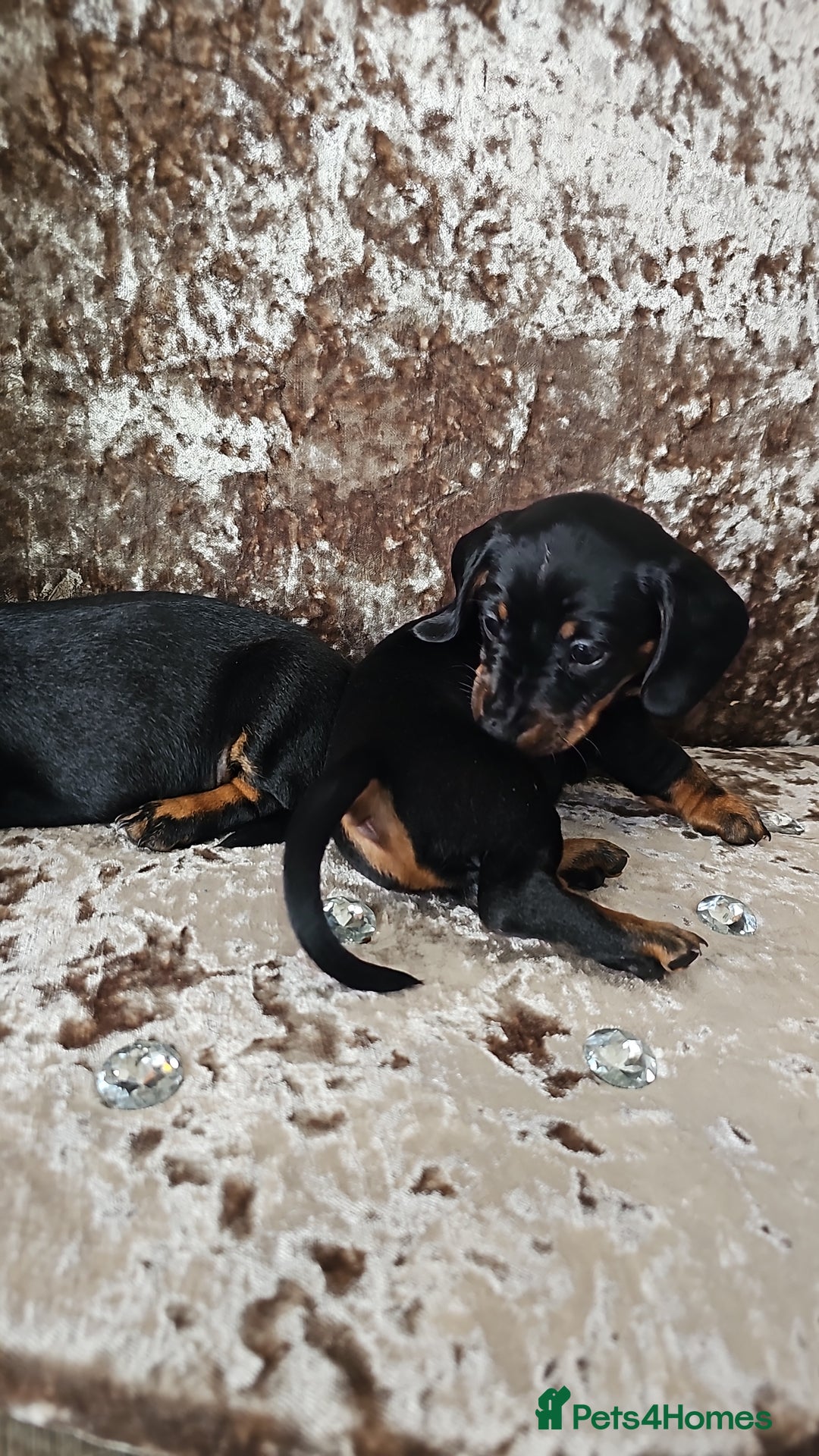 Miniature Dachshund dogs for sale: Puppy 1 boy Black & Tan  - Image 8