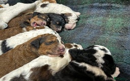 Bernedoodle dogs for sale: Bernedoodle F1B puppies - Image 7