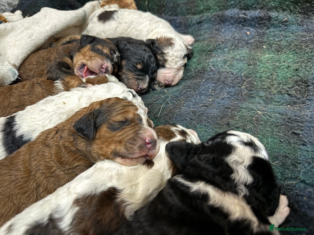 Bernedoodle dogs for sale: Bernedoodle F1B puppies - Image 7