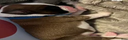 Boxer dogs for sale: Beautiful boxer puppys in Rotherham - Advert 12