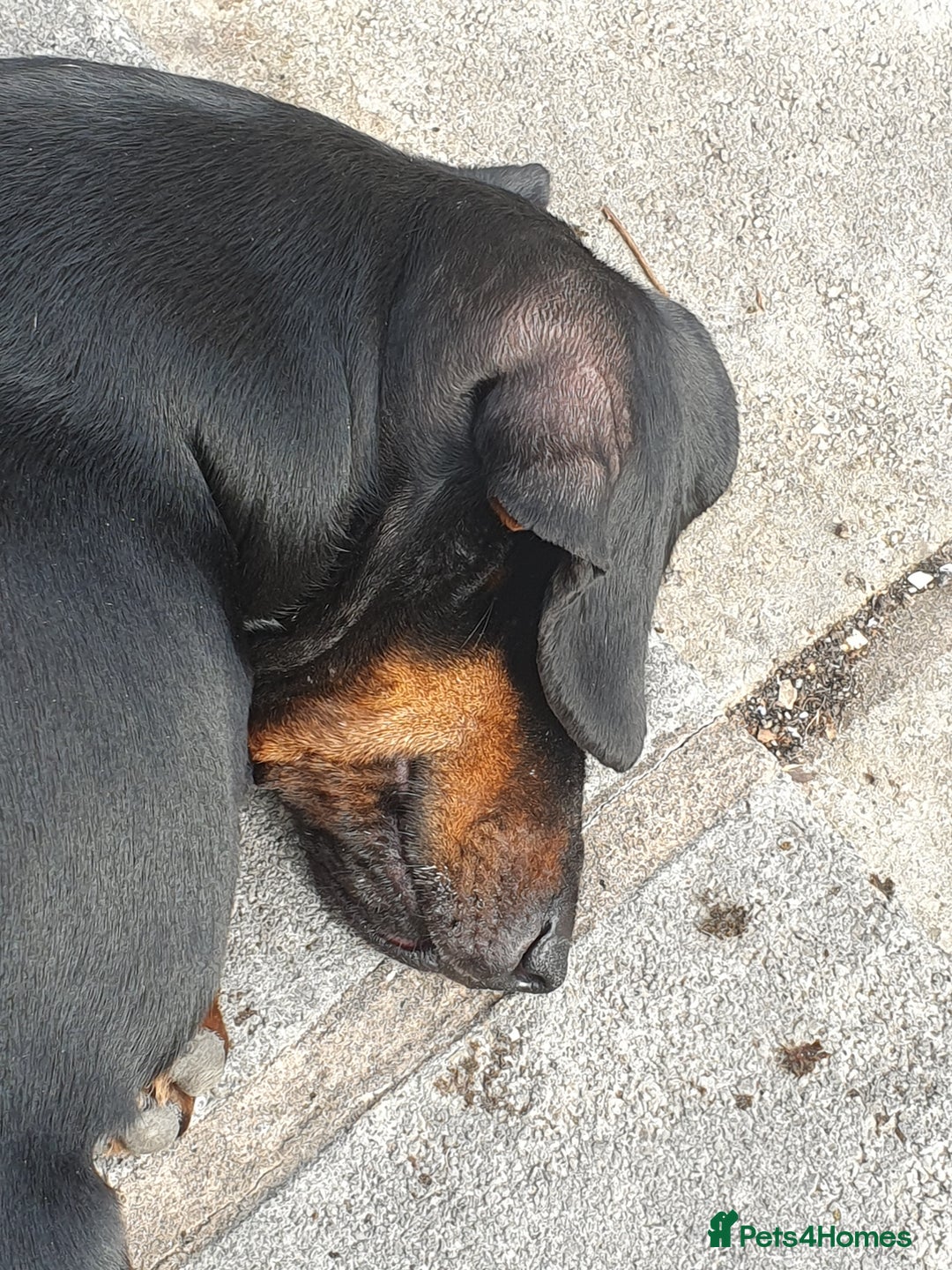 Dachshund dogs for sale: 🐾 Free to a Loving, Experienced Home - Advert 12