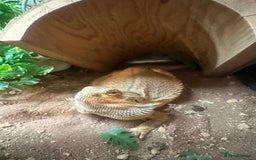 Bearded Dragon reptiles for sale: Bearded dragon with full set up  - Advert 1
