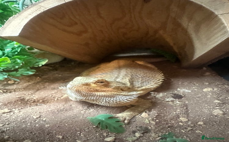 Bearded Dragon reptiles Bearded dragon with full set up  - Advert 1