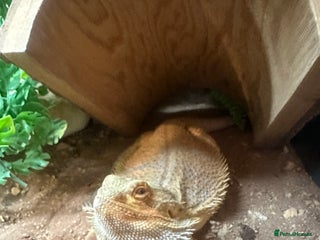Bearded Dragon reptiles Bearded dragon with full set up - Advert 1