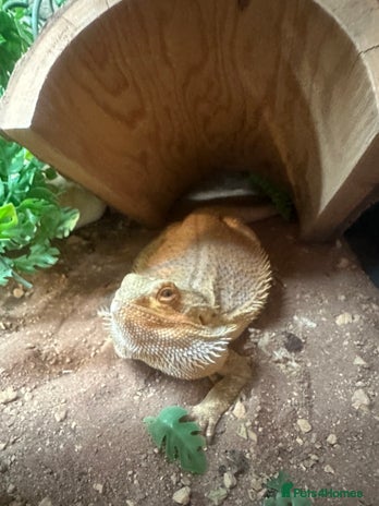 Bearded Dragon reptiles Bearded dragon with full set up - Advert 1