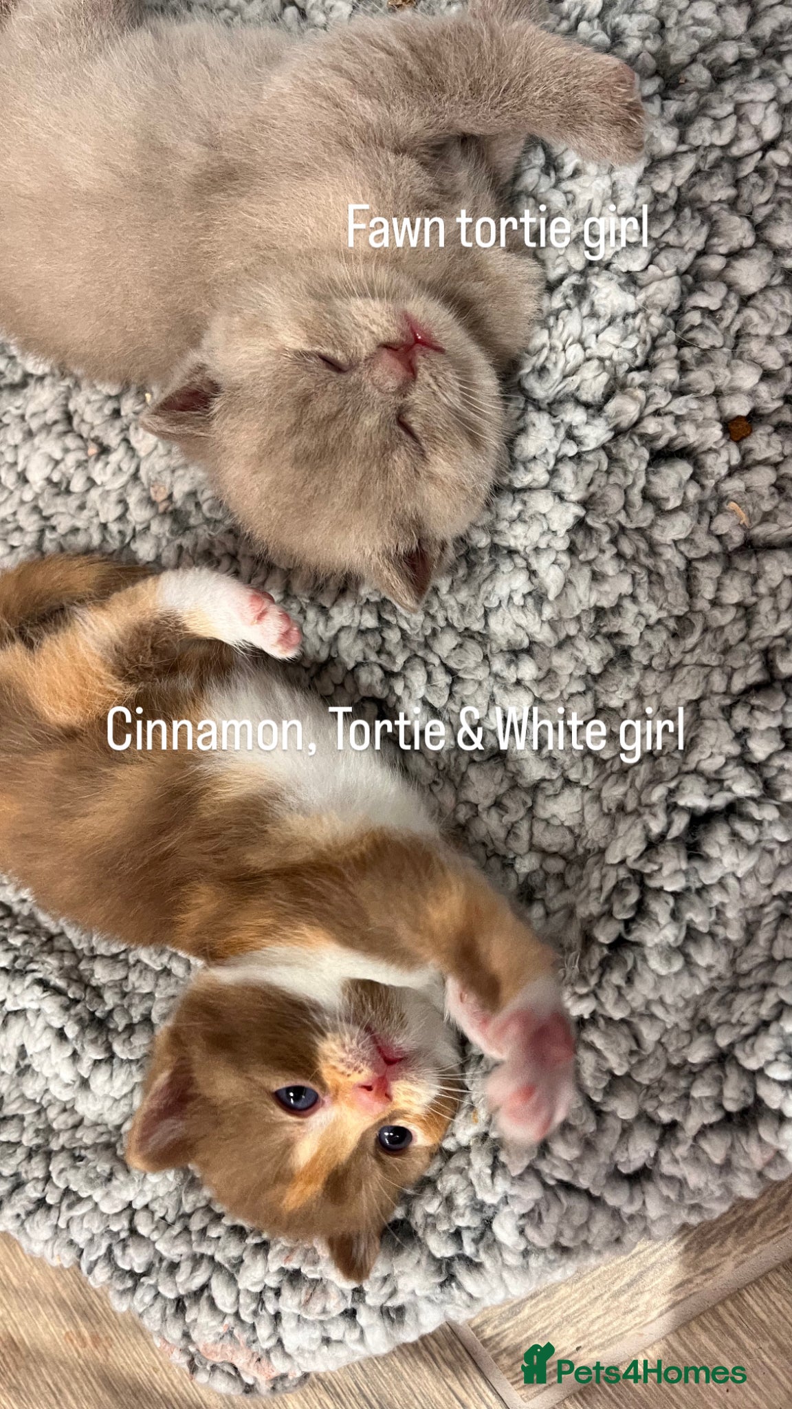 British Shorthair cats 🏆Gccf Cinnamon tortie Fawn Red bi colour 🏆 - Advert 1
