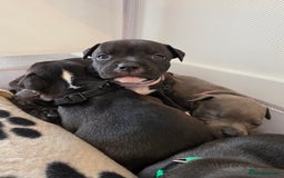 Staffordshire Bull Terrier dogs for sale: STAFFORDSHIRE BULL TERRIOR PUPPIES - Image 27