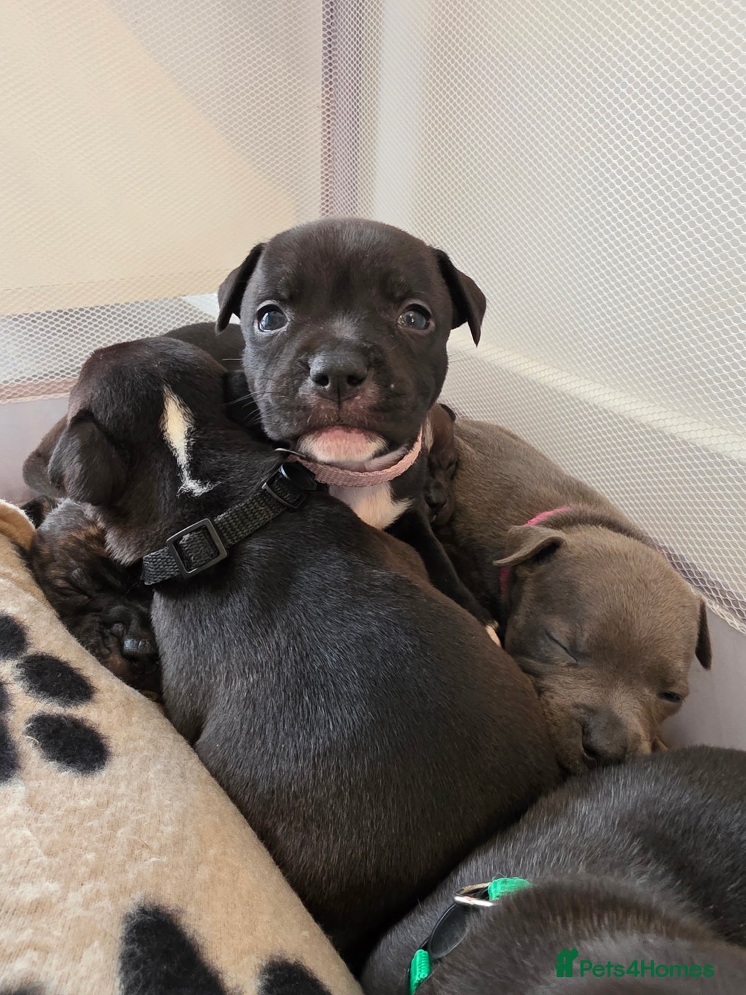 Staffordshire Bull Terrier dogs for sale: STAFFORDSHIRE BULL TERRIOR PUPPIES - Image 27
