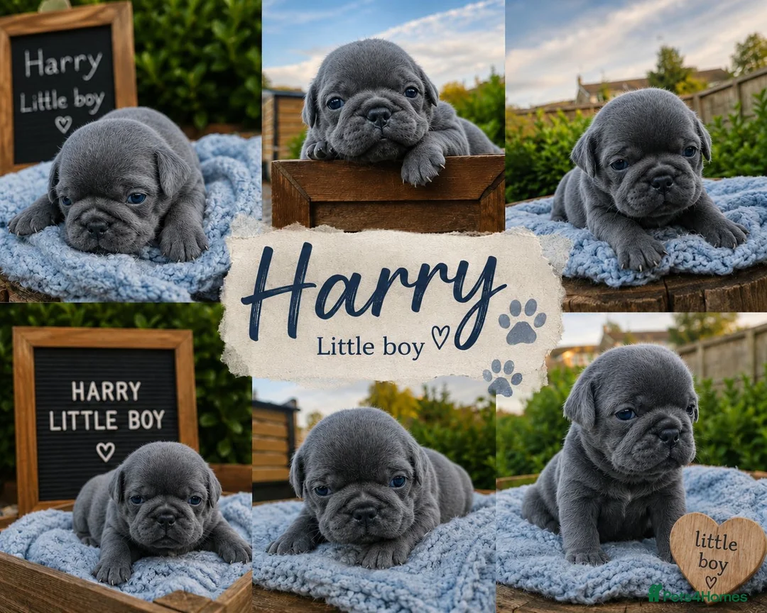Pug dogs for sale: Exotic Pug puppies  - Advert 2
