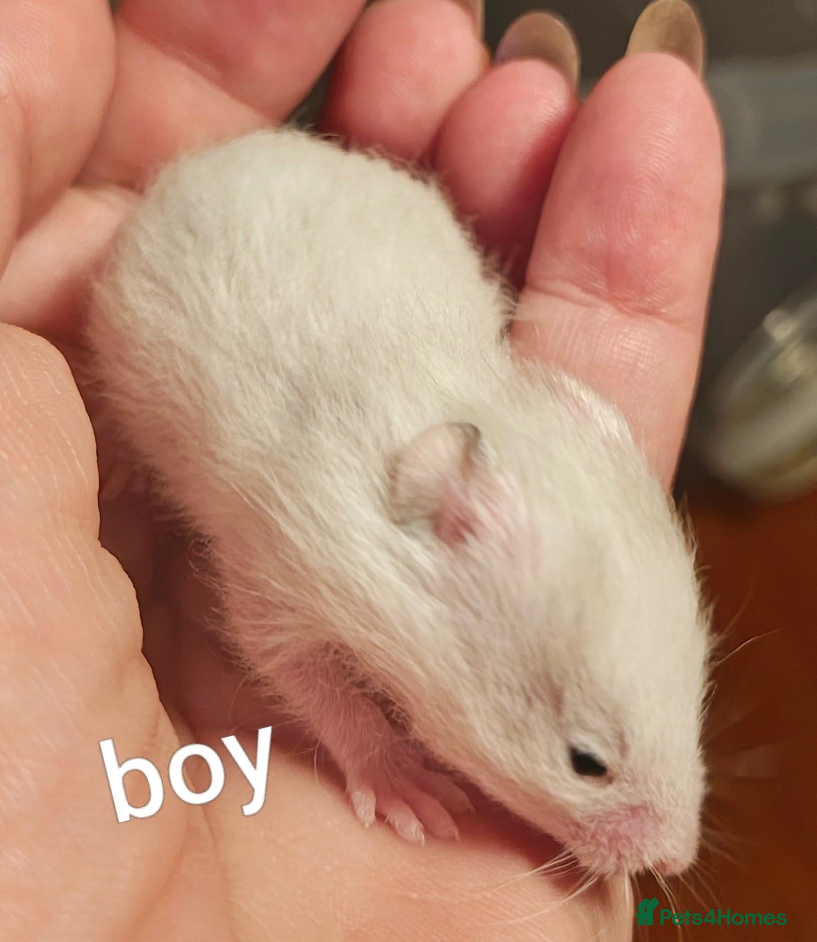 Hamster rodents Baby Syrian Hamsters ready for homes 20th October - Advert 17
