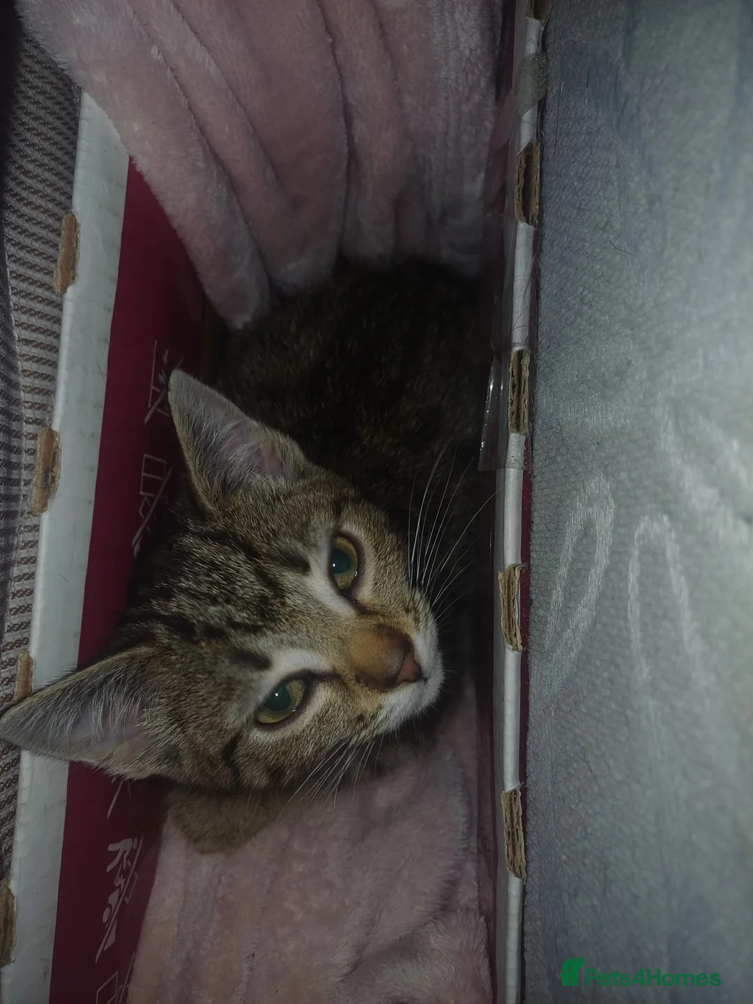 Domestic Shorthair cats for sale: Rehoming the last 3-month-old kitten - Advert 2