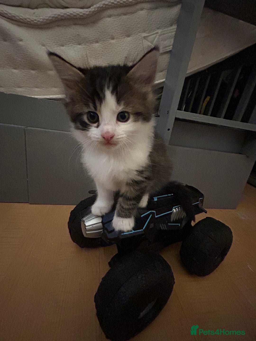 Mixed Breed cats for sale: 3 adorable kittens  - Image 6