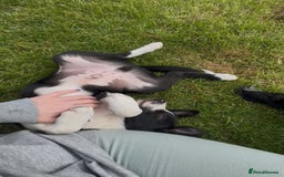 Mixed Breed dogs for sale: 5 collie cross kelpie pups  - Image 5