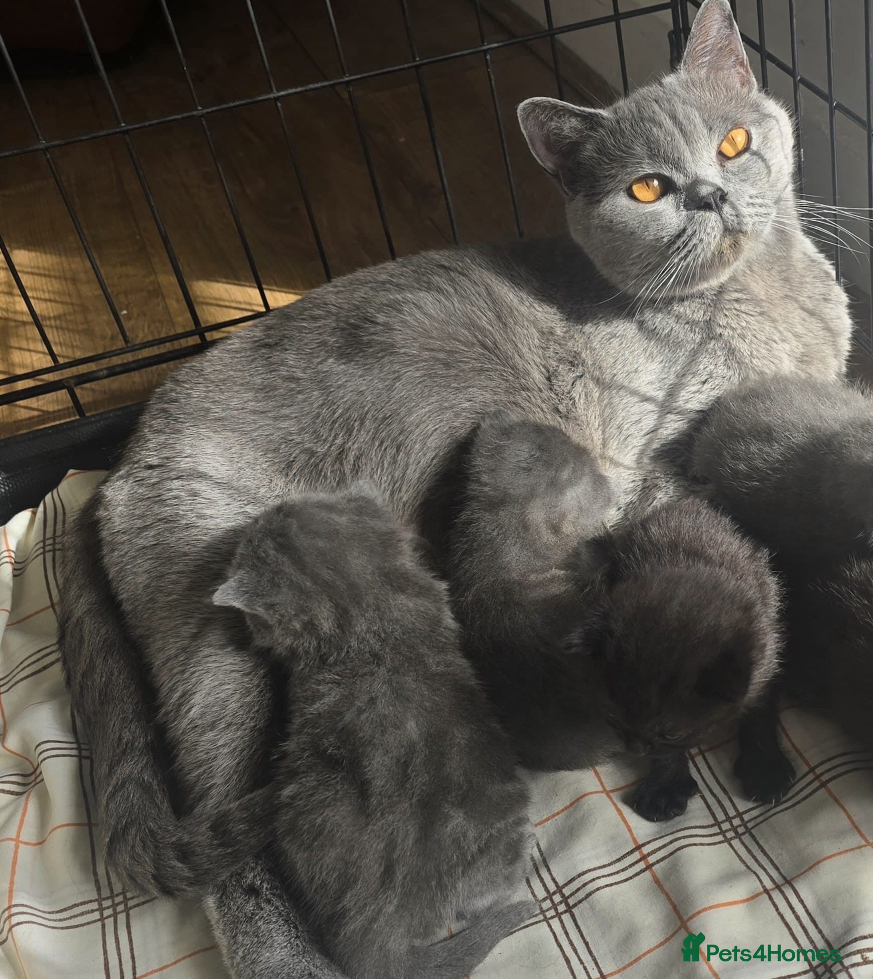 British Shorthair cats Pure breed gorgeous british blue kittens - Advert 1